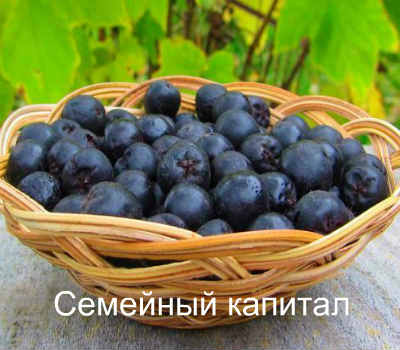 chokeberry hipertónia receptek)